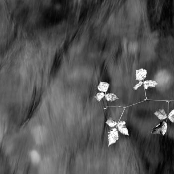 Photographie intitulée "Comme une Branche..…" par Philippe Berthier, Œuvre d'art originale, Photographie numérique
