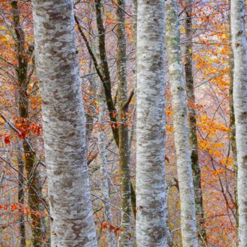 Photographie intitulée "Couleur D'automne..…" par Philippe Berthier, Œuvre d'art originale, Photographie numérique
