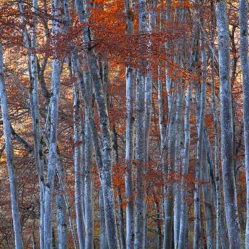 Fotografia zatytułowany „Ombragez-Vous......…” autorstwa Philippe Berthier, Oryginalna praca, Fotografia cyfrowa