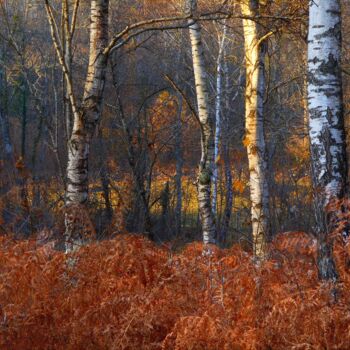 Photography titled "Au fin fond d'un te…" by Philippe Berthier, Original Artwork, Digital Photography