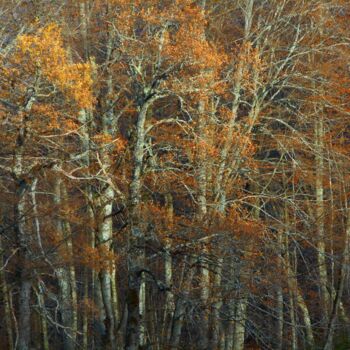 Fotografia intitulada "Sur un arbre perché…" por Philippe Berthier, Obras de arte originais, Fotografia digital