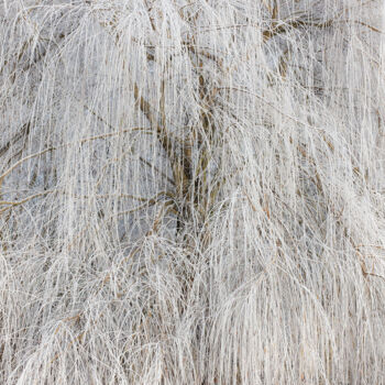 Photography titled "arbre-et-givre.jpg" by Philippe Nannetti, Original Artwork