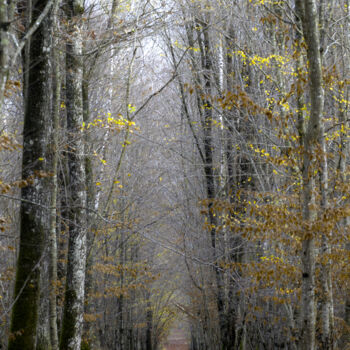 Fotografía titulada "forêt sologne.jpg" por Philippe Nannetti, Obra de arte original