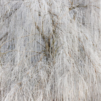 Фотография под названием "arbre.jpg" - Philippe Nannetti, Подлинное произведение искусства