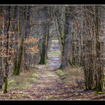 Photography titled "forêt Sologne.jpg" by Philippe Nannetti, Original Artwork