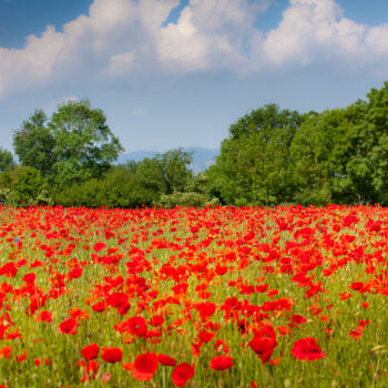 Photography titled "champs coquelicots.…" by Philippe Nannetti, Original Artwork