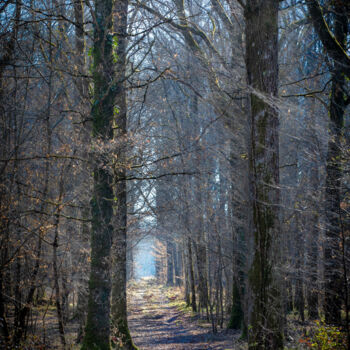 Photography titled "sentier sologne.jpg" by Philippe Nannetti, Original Artwork
