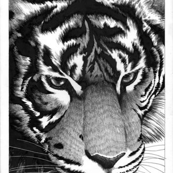 Drawing titled "tiger-ink" by Philippe Auger, Original Artwork, Ink