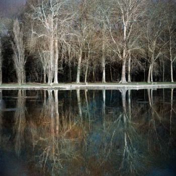 Fotografía titulada "Arbres du Parc de S…" por Philippe Bousseau, Obra de arte original, Fotografía digital
