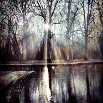 Фотография под названием "Arbres du Parc de S…" - Philippe Bousseau, Подлинное произведение искусства, Цифровая фотография