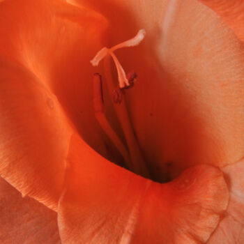 Photography titled "gladiolus" by Phillip Windell, Original Artwork, Digital Photography