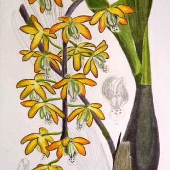 Dessin intitulée "eriopsis biloba" par Phijk, Œuvre d'art originale, Crayon