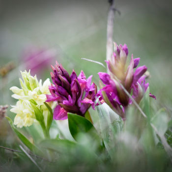 Fotografie getiteld "Wild flowers in the…" door Alain Romeas (PhotoAR), Origineel Kunstwerk, Digitale fotografie