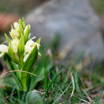 Photography titled "Wild flower in the…" by Alain Romeas (PhotoAR), Original Artwork, Digital Photography