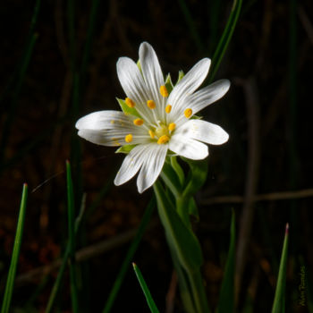 Photographie intitulée "Wild flowers (fleur…" par Alain Romeas (PhotoAR), Œuvre d'art originale, Photographie numérique