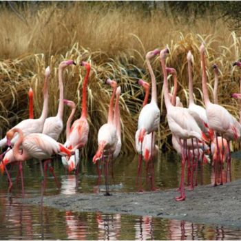 Photography titled "LES FLAMANTS ROSES…" by Josiane Karanian Boularot, Original Artwork