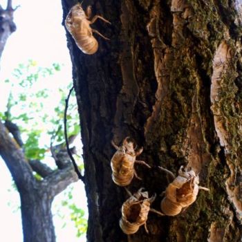 "L'Incroyable Voyage" başlıklı Fotoğraf Josiane Karanian Boularot tarafından, Orijinal sanat