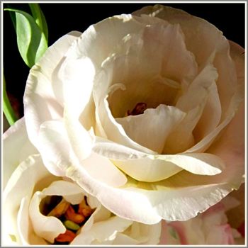 Photographie intitulée "Les roses du jardin" par Josiane Karanian Boularot, Œuvre d'art originale