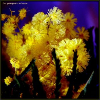 Fotografie mit dem Titel "Les pompons mimosa" von Josiane Karanian Boularot, Original-Kunstwerk