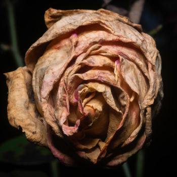 Fotografia intitolato ""oldie rose"" da Edgar Garces, Opera d'arte originale, Fotografia digitale