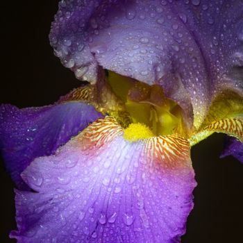 Photography titled "Orchid 1" by Edgar Garces, Original Artwork, Digital Photography