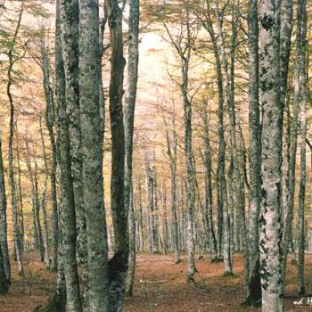 Photographie intitulée "Forêt d'Iraty - Pyr…" par Michel Hervo, Œuvre d'art originale