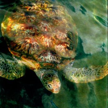 Photography titled "Tortue Ile de la Ré…" by Michel Hervo, Original Artwork