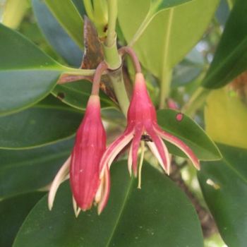 Fotografia zatytułowany „Fleur de mangrove” autorstwa Michel Hervo, Oryginalna praca