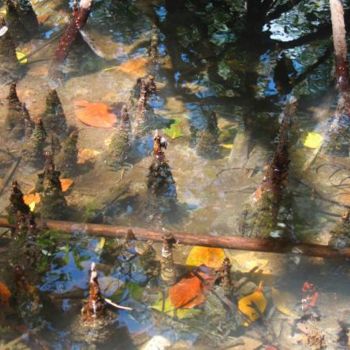 Фотография под названием "Mangrove 06" - Michel Hervo, Подлинное произведение искусства
