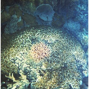 Photographie intitulée "Boule de corail" par Michel Hervo, Œuvre d'art originale