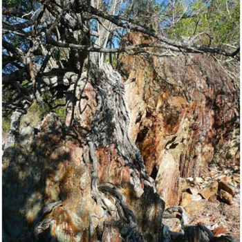 Photographie intitulée "Arbre et roche" par Michel Hervo, Œuvre d'art originale