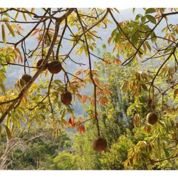 「Jardin botanique de…」というタイトルの写真撮影 Michel Hervoによって, オリジナルのアートワーク