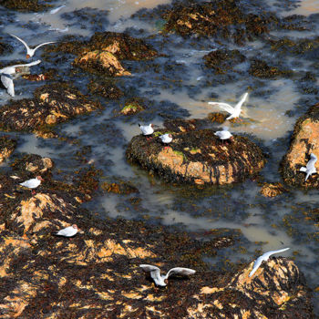 Fotografia intitolato "Charente Maritime-1…" da Michel Hervo, Opera d'arte originale