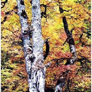 Fotografie mit dem Titel "Arbre argenté - Pyr…" von Michel Hervo, Original-Kunstwerk