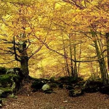 Photographie intitulée "Forêt d'or - Pyréné…" par Michel Hervo, Œuvre d'art originale