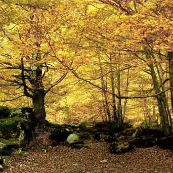 「Forêt d'or - Pyréné…」というタイトルの写真撮影 Michel Hervoによって, オリジナルのアートワーク