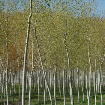 摄影 标题为“Forêt SB47” 由Yves Bordes Lapeyre, 原创艺术品