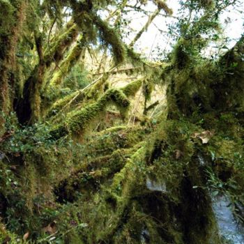 Fotografia zatytułowany „forêt_002” autorstwa Yves Bordes Lapeyre, Oryginalna praca