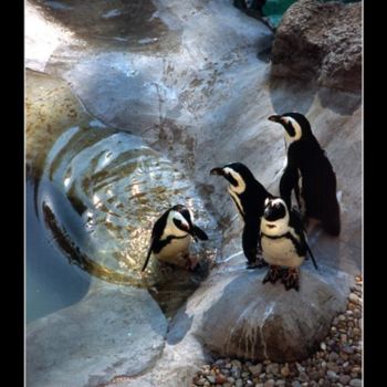 Fotografie getiteld "Penguins Bathing" door Holbech Charlie, Origineel Kunstwerk