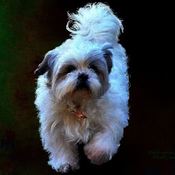 Digital Arts titled "Petit Colin, shih t…" by Pia De Panicis, Original Artwork, Digital Painting