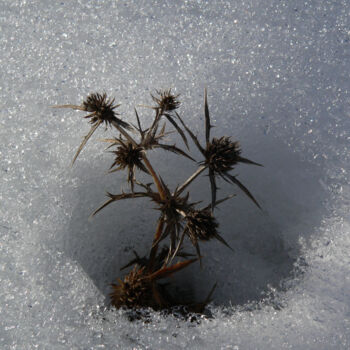 Photographie intitulée "Chardon sur neige" par Pier Brignon, Œuvre d'art originale, Photographie numérique