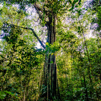 摄影 标题为“forêt amazonie” 由Pierre Assemat (oeildepierre), 原创艺术品, 数码摄影