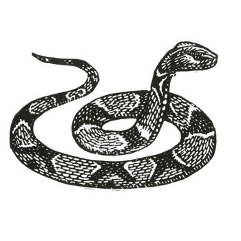 Gravures & estampes intitulée "Serpent asiatique" par Pierre Bara, Œuvre d'art originale, Linogravures