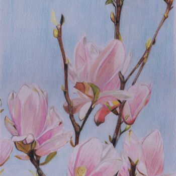 Disegno intitolato "Magnolia ... le pri…" da Pierre Bayet, Opera d'arte originale, Matita
