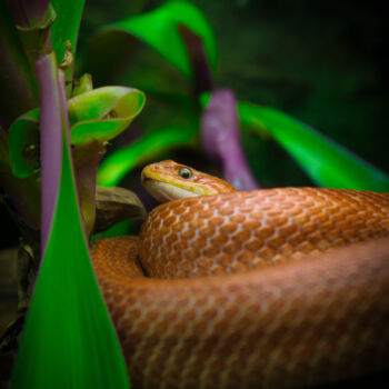 Fotografía titulada "Le serpent de Nausi…" por Pierre Clément Rawiak, Obra de arte original, Fotografía digital