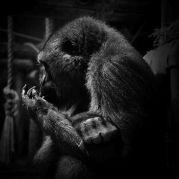 Photography titled "Le profil du singe" by Pierre Clément Rawiak, Original Artwork, Digital Photography