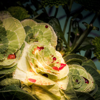 Fotografia intitolato "Le sang des fleurs…" da Pierre Duquoc, Opera d'arte originale, Fotografia digitale