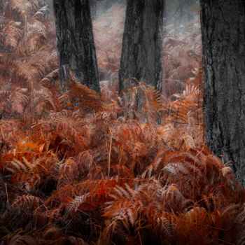 Φωτογραφία με τίτλο "Automne en forêt de…" από Pierre Leccia, Αυθεντικά έργα τέχνης, Ψηφιακή φωτογραφία