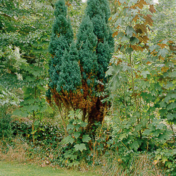 Photographie intitulée "Sans titre (jardin)" par Pierre-Marie Berberian, Œuvre d'art originale, Photographie argentique