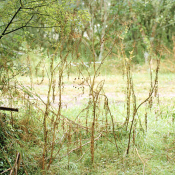 Photographie intitulée "Sans titre (Forêt)" par Pierre-Marie Berberian, Œuvre d'art originale, Photographie argentique
